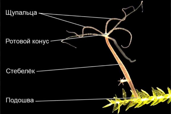 Кракен как зайти на сайт